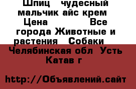 Шпиц - чудесный мальчик айс-крем › Цена ­ 20 000 - Все города Животные и растения » Собаки   . Челябинская обл.,Усть-Катав г.
